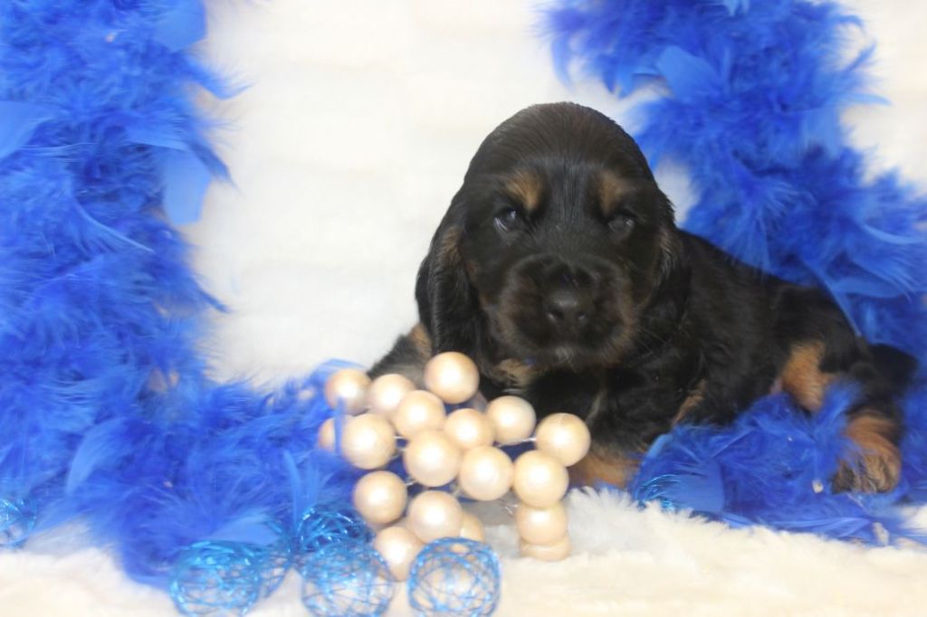 Chiot Cocker Spaniel Anglais Du Royaume Des Quatre Pattes