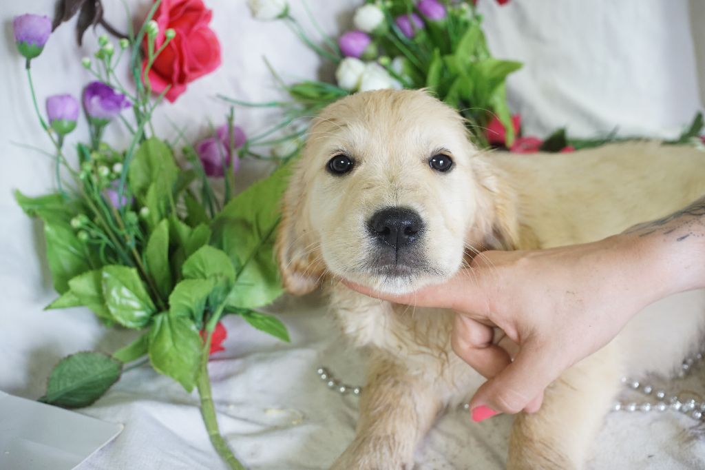 Du Royaume Des Quatre Pattes - Chiots disponibles - Golden Retriever