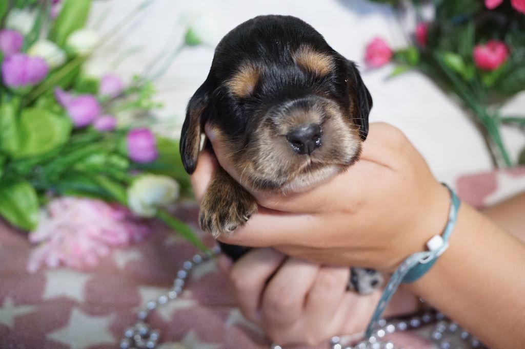 Du Royaume Des Quatre Pattes - Chiots disponibles - Cocker Spaniel Anglais
