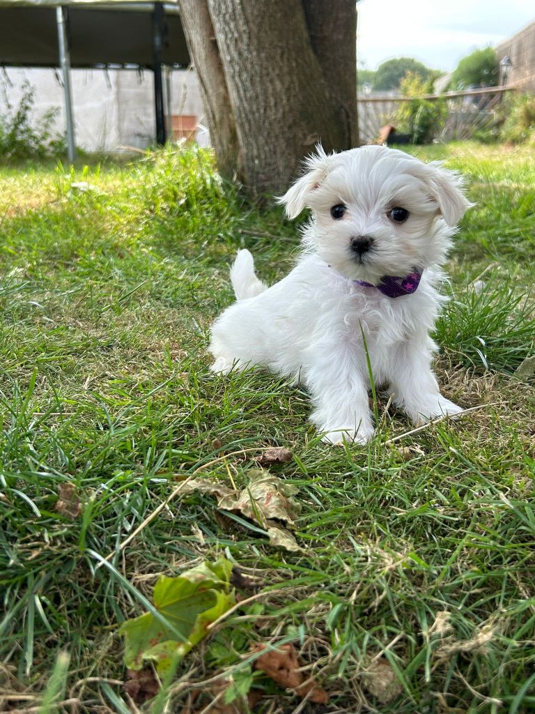 Du Royaume Des Quatre Pattes - Chiots disponibles - Bichon maltais