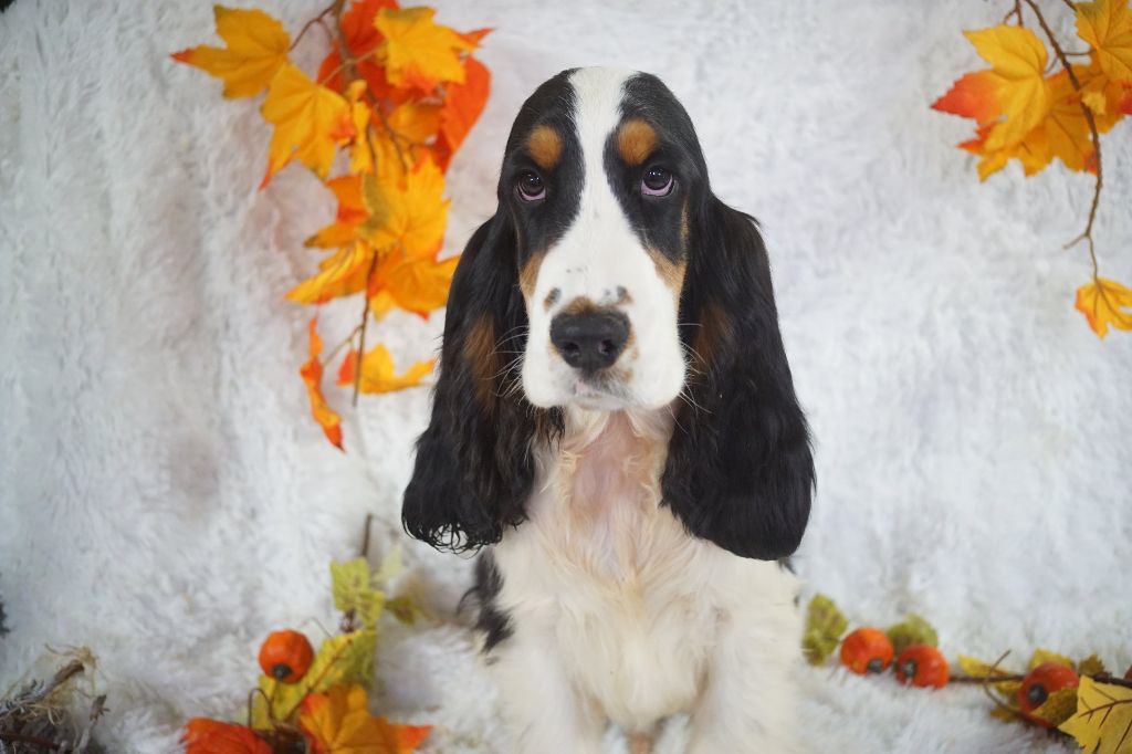 Du Royaume Des Quatre Pattes - Chiots disponibles - Cocker Spaniel Anglais
