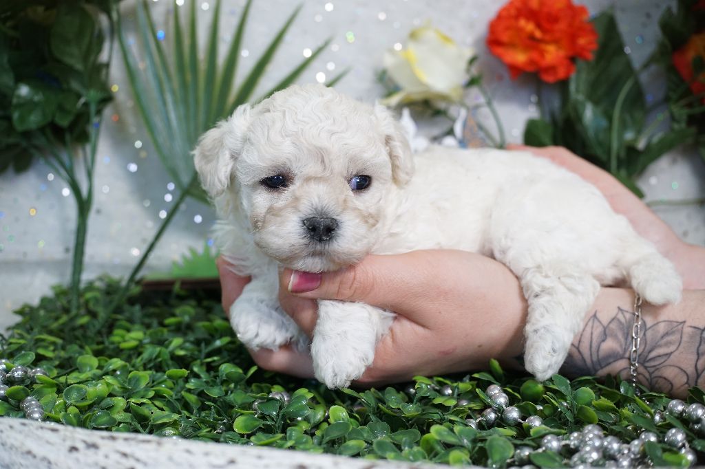 Du Royaume Des Quatre Pattes - Chiots disponibles - Bichon Frise