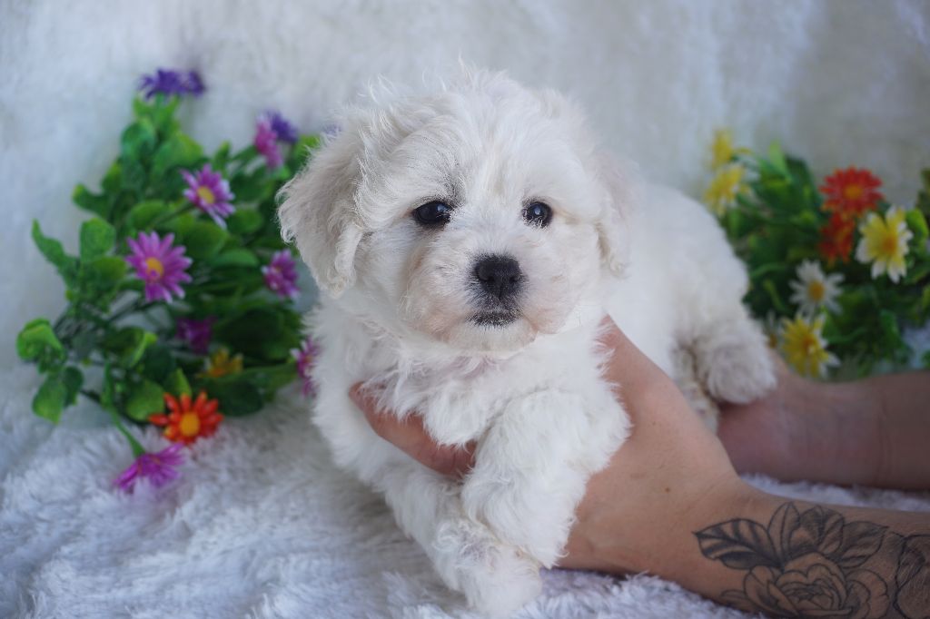Du Royaume Des Quatre Pattes - Chiots disponibles - Bichon Frise