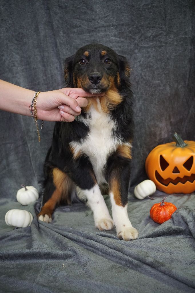 Du Royaume Des Quatre Pattes - Chiots disponibles - Berger Américain Miniature 