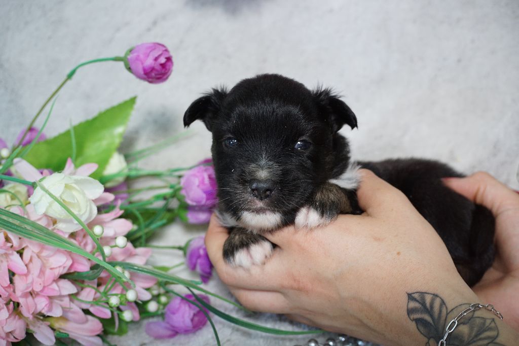 Du Royaume Des Quatre Pattes - Chiots disponibles - Berger Américain Miniature 