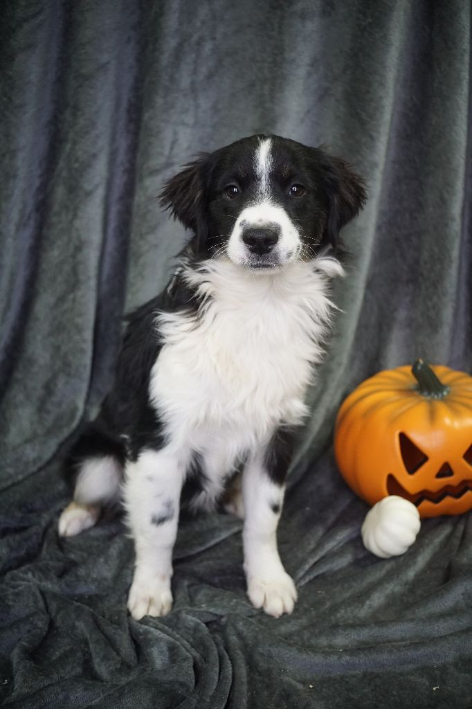 Du Royaume Des Quatre Pattes - Berger Américain Miniature  - Portée née le 19/05/2025