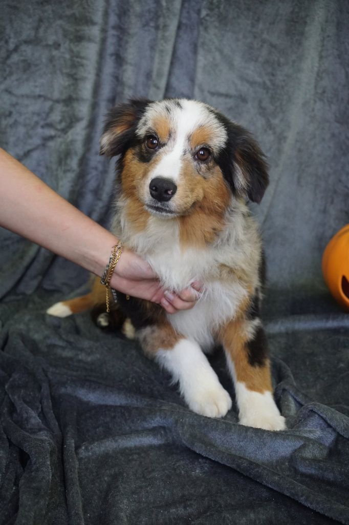 Du Royaume Des Quatre Pattes - Berger Américain Miniature  - Portée née le 16/04/2025