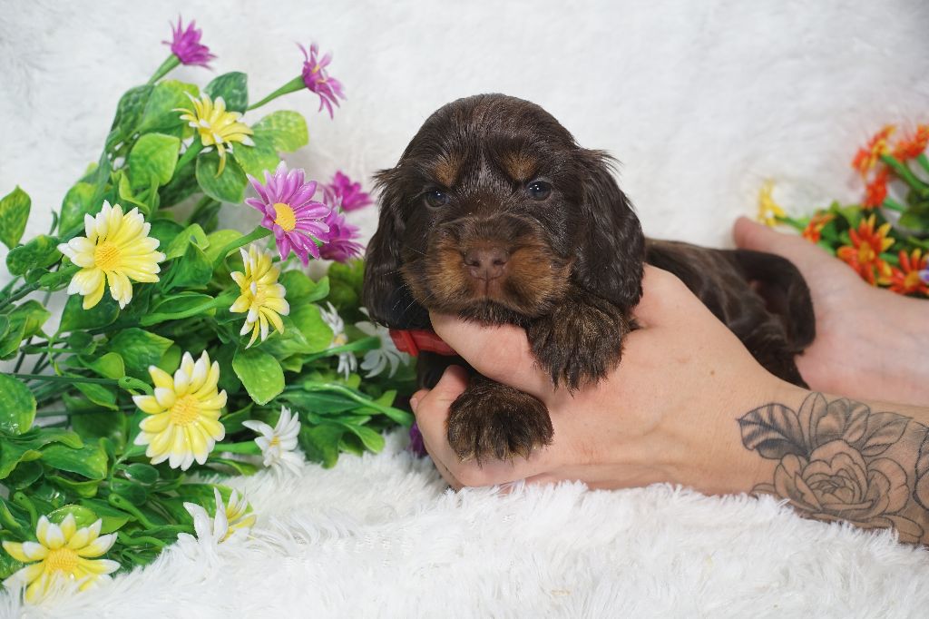 Du Royaume Des Quatre Pattes - Cocker Spaniel Anglais - Portée née le 12/08/2025