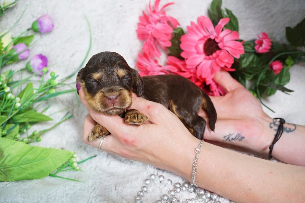 Du Royaume Des Quatre Pattes - Chiots disponibles - Cocker Spaniel Anglais