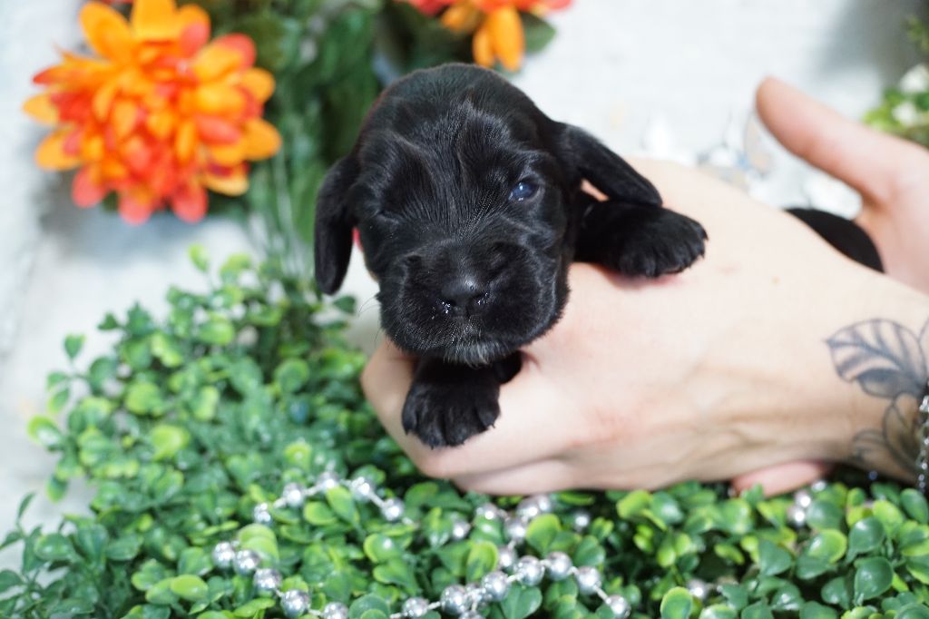 Du Royaume Des Quatre Pattes - Chiots disponibles - Cocker Spaniel Anglais