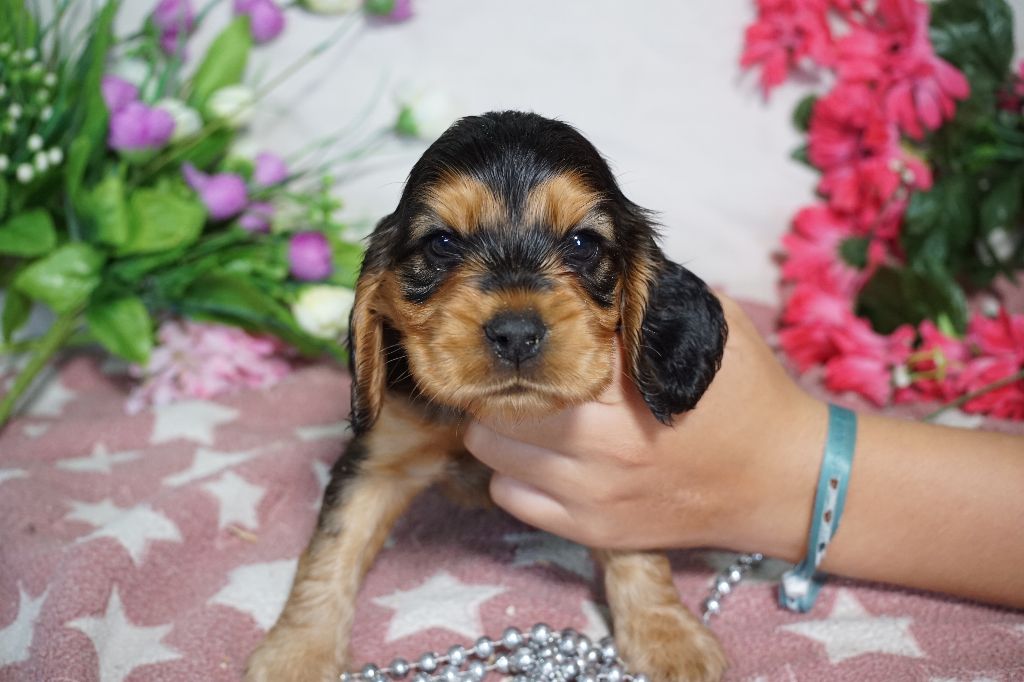 Du Royaume Des Quatre Pattes - Chiots disponibles - Cocker Spaniel Anglais