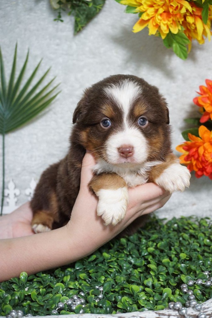 Du Royaume Des Quatre Pattes - Chiots disponibles - Berger Américain Miniature 