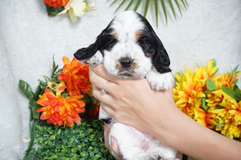 Du Royaume Des Quatre Pattes - Chiots disponibles - Cocker Spaniel Anglais