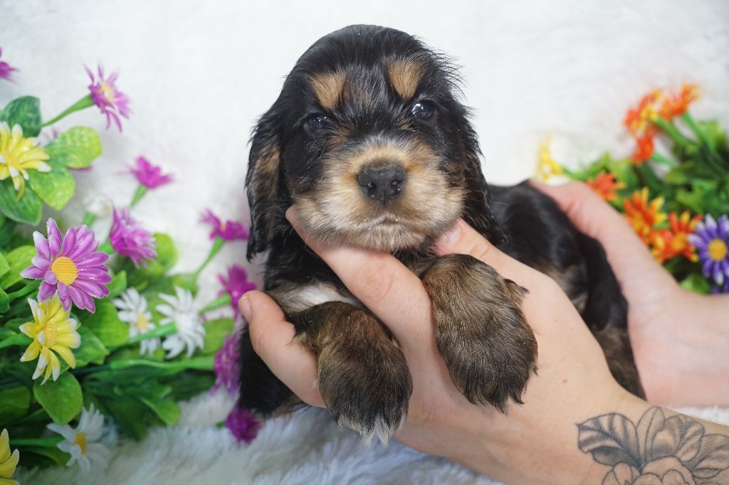 Du Royaume Des Quatre Pattes - Chiots disponibles - Cocker Spaniel Anglais