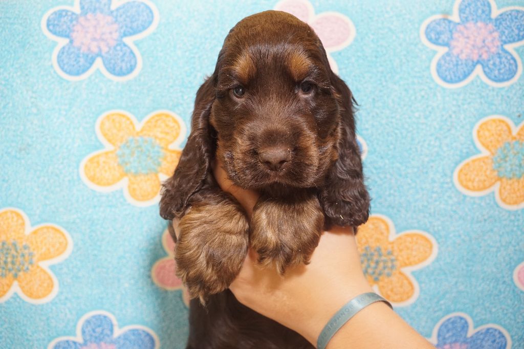 Du Royaume Des Quatre Pattes - Chiots disponibles - Cocker Spaniel Anglais