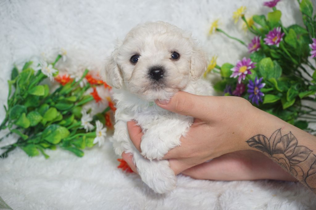 Du Royaume Des Quatre Pattes - Chiots disponibles - Bichon Frise
