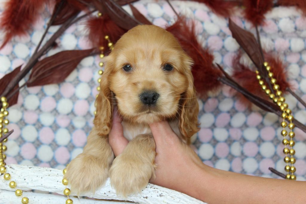 Chiot Cocker Spaniel Anglais Du Royaume Des Quatre Pattes