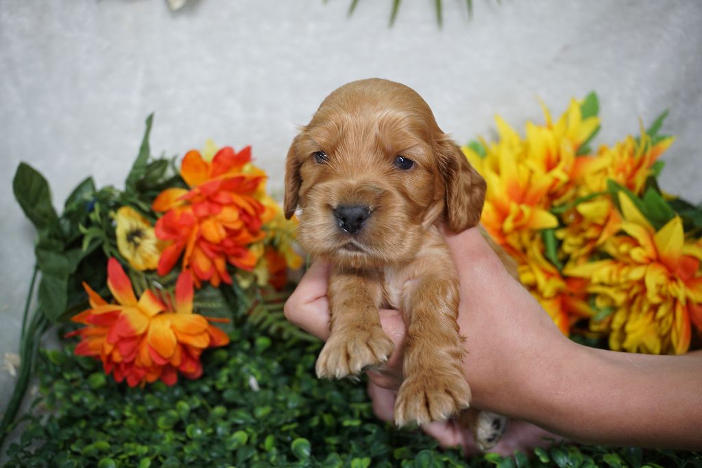 Du Royaume Des Quatre Pattes - Chiots disponibles - Cocker Spaniel Anglais