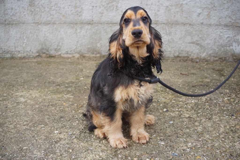 Chiot Cocker Spaniel Anglais Du Royaume Des Quatre Pattes