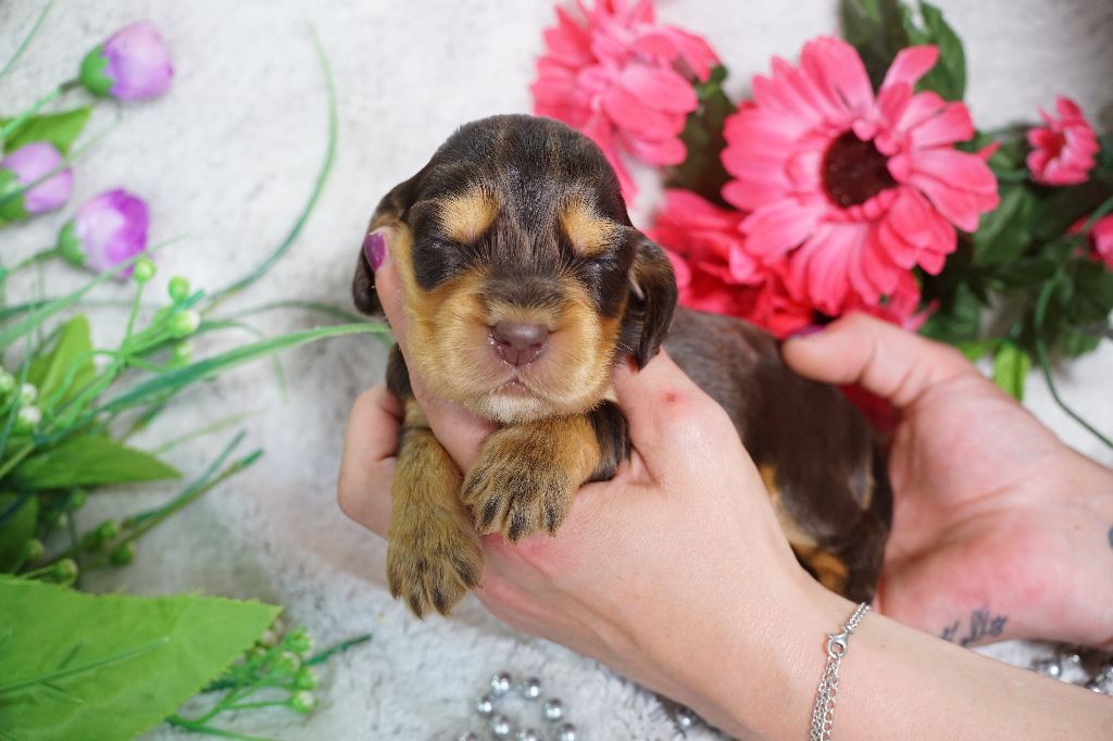 Du Royaume Des Quatre Pattes - Chiots disponibles - Cocker Spaniel Anglais
