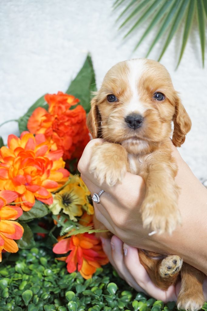Du Royaume Des Quatre Pattes - Chiots disponibles - Cocker Spaniel Anglais