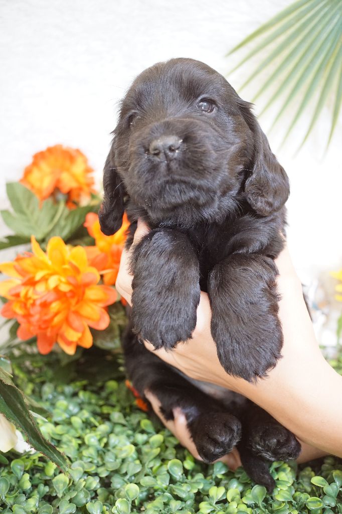 Du Royaume Des Quatre Pattes - Chiots disponibles - Cocker Spaniel Anglais