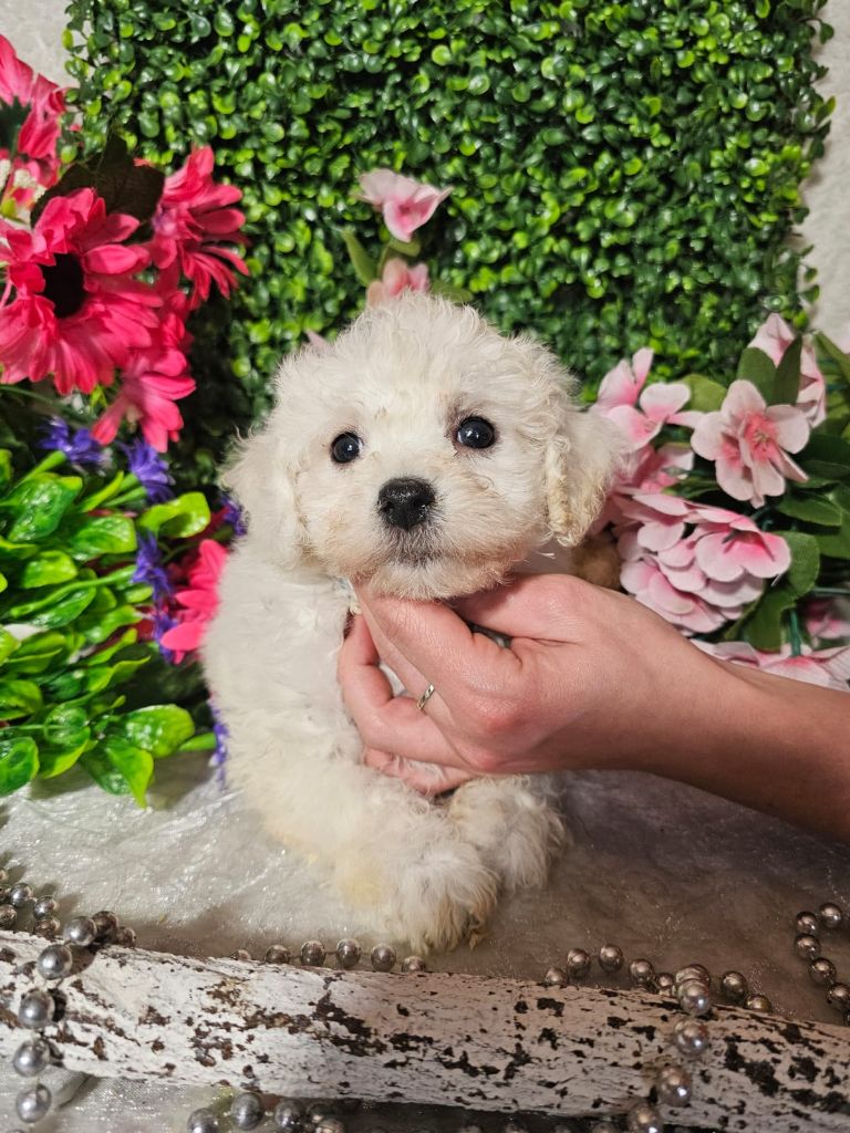 Du Royaume Des Quatre Pattes - Chiots disponibles - Bichon Frise