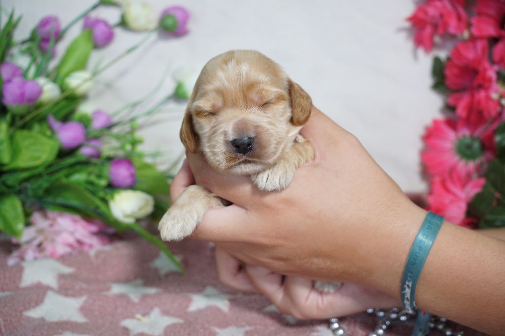 Du Royaume Des Quatre Pattes - Chiots disponibles - Cocker Spaniel Anglais