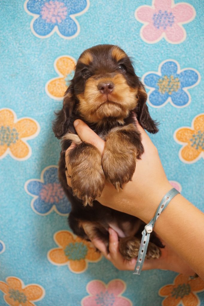 Du Royaume Des Quatre Pattes - Chiots disponibles - Cocker Spaniel Anglais