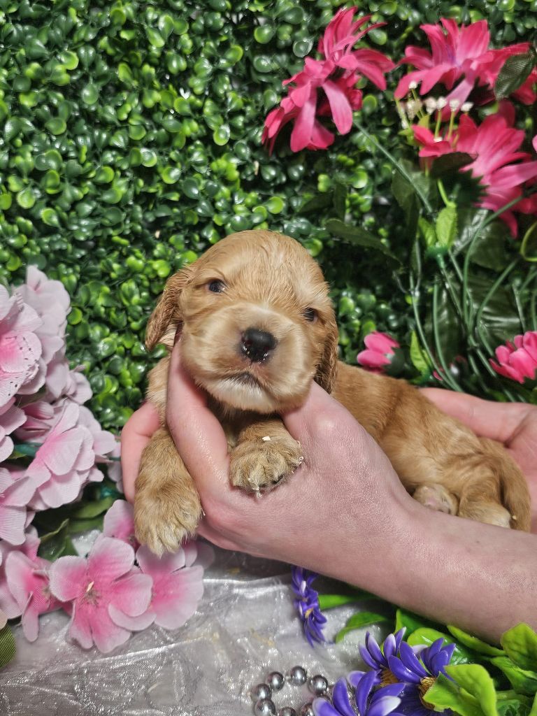 Du Royaume Des Quatre Pattes - Chiots disponibles - Cocker Spaniel Anglais