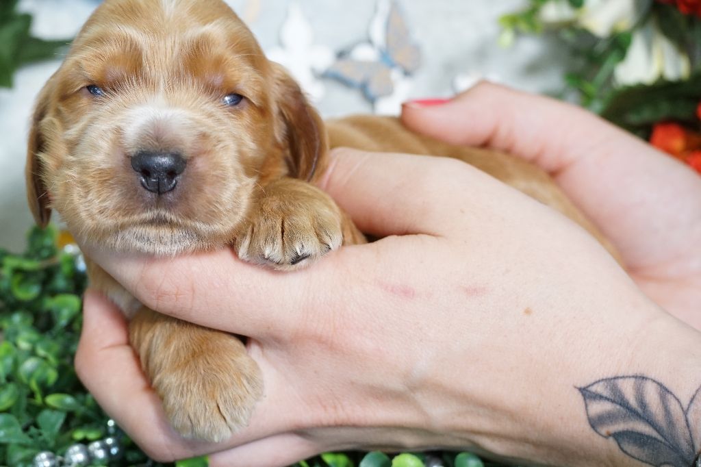 Du Royaume Des Quatre Pattes - Chiots disponibles - Cocker Spaniel Anglais