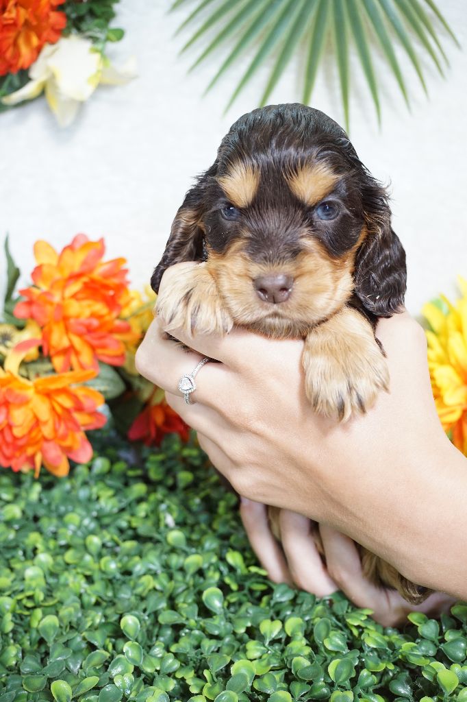 Du Royaume Des Quatre Pattes - Chiots disponibles - Cocker Spaniel Anglais