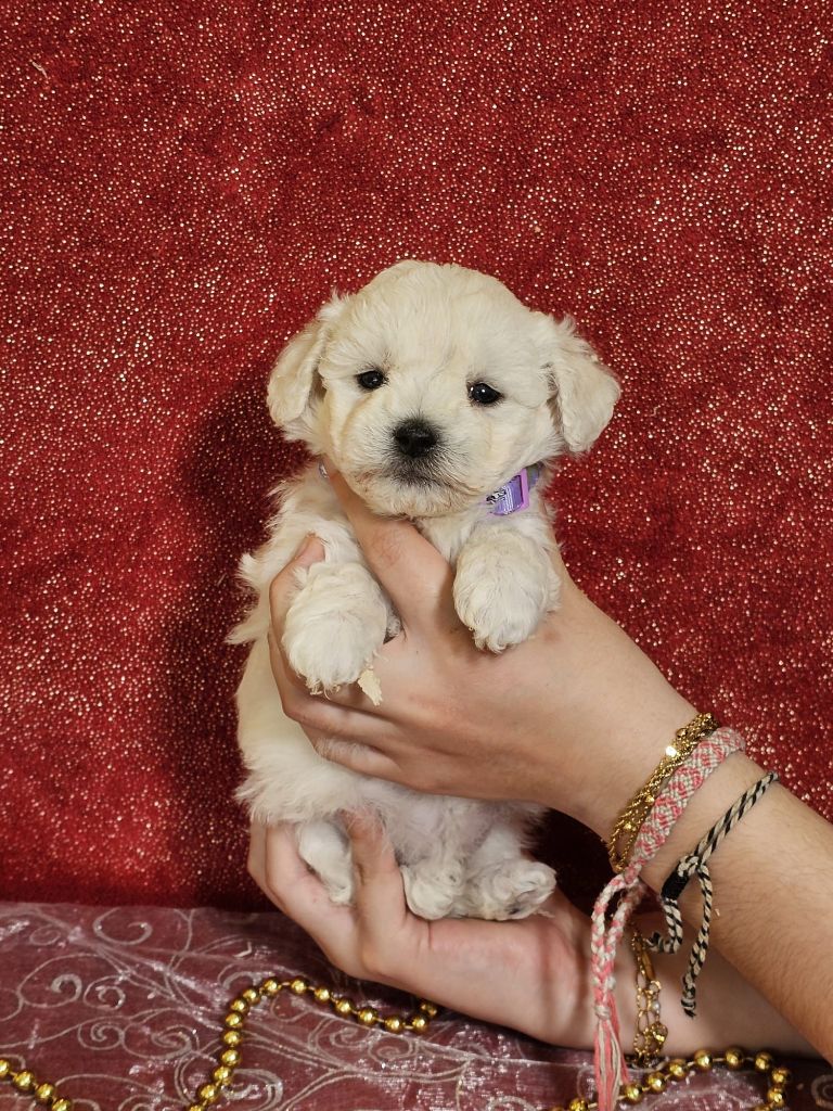 Du Royaume Des Quatre Pattes - Chiots disponibles - Bichon Frise