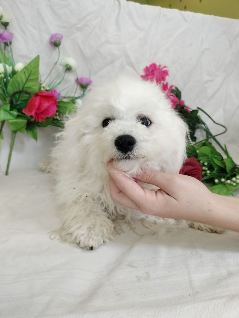 Du Royaume Des Quatre Pattes - Chiots disponibles - Bichon Frise