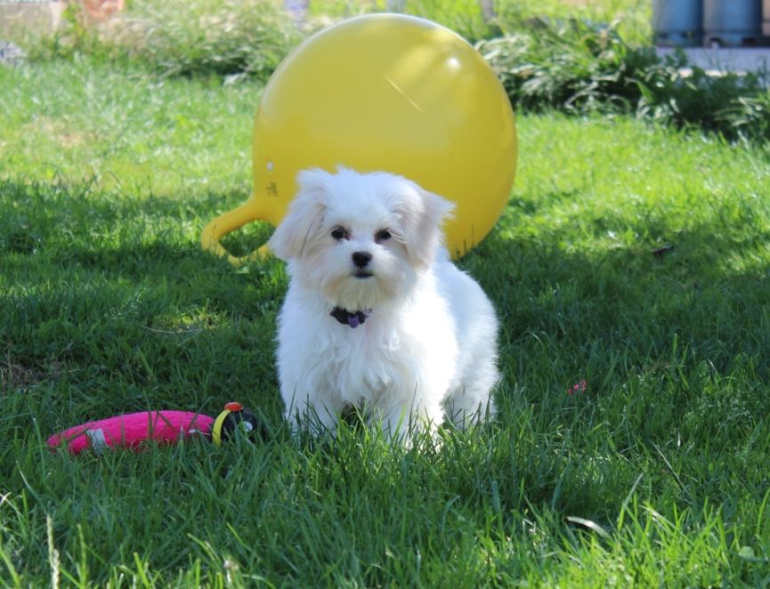 Chiot Bichon maltais Du Royaume Des Quatre Pattes