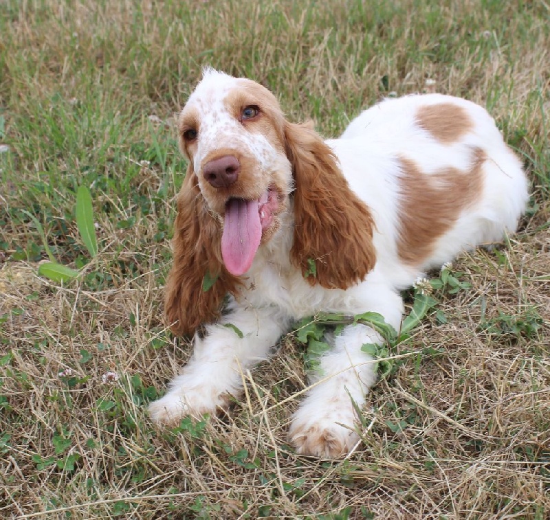 Chiot Cocker Spaniel Anglais Du Royaume Des Quatre Pattes