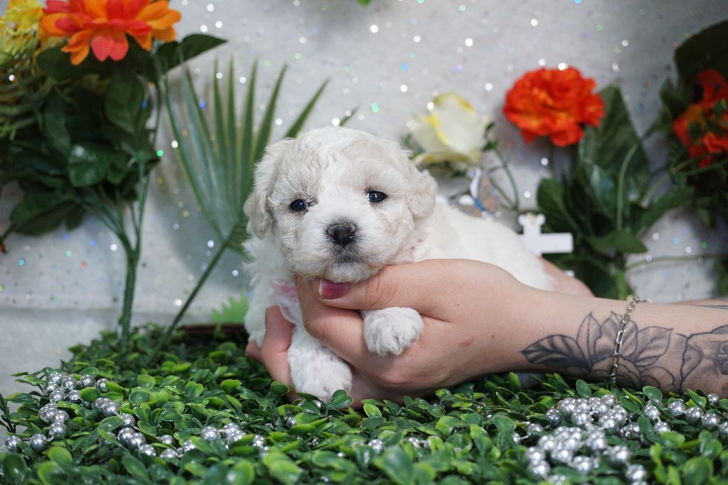 Du Royaume Des Quatre Pattes - Chiots disponibles - Bichon Frise