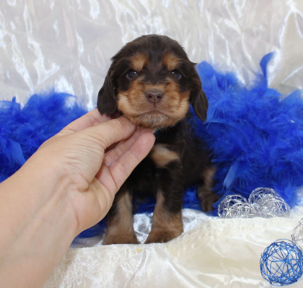 CHIOT male chocolat et feu collier bleu