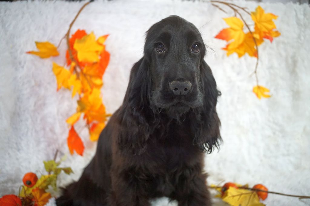 Du Royaume Des Quatre Pattes - Chiots disponibles - Cocker Spaniel Anglais
