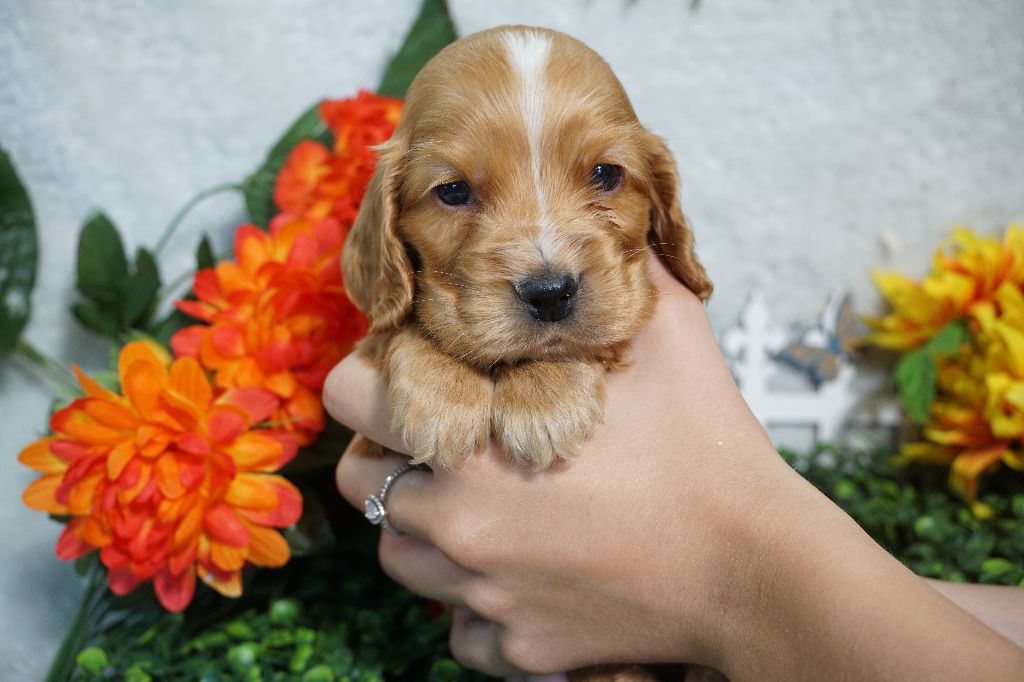 Du Royaume Des Quatre Pattes - Chiots disponibles - Cocker Spaniel Anglais