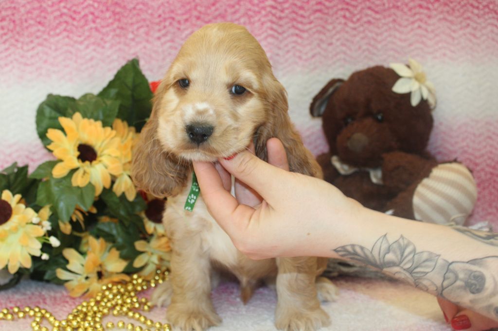Chiot Cocker Spaniel Anglais Du Royaume Des Quatre Pattes