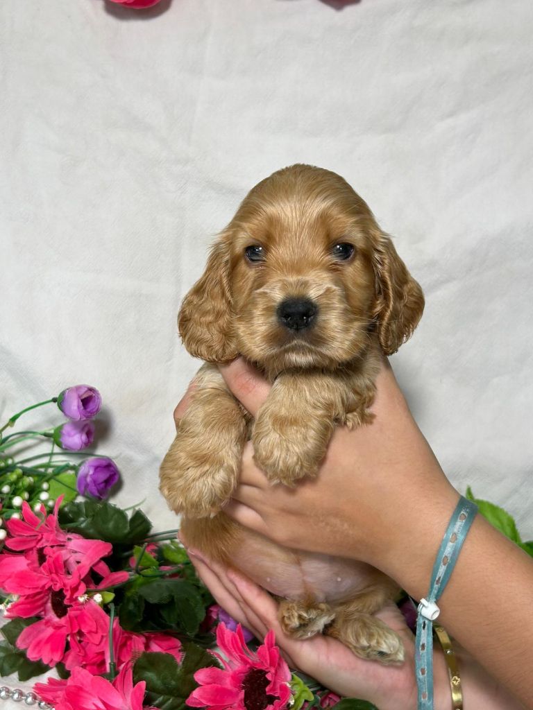 Du Royaume Des Quatre Pattes - Chiots disponibles - Cocker Spaniel Anglais