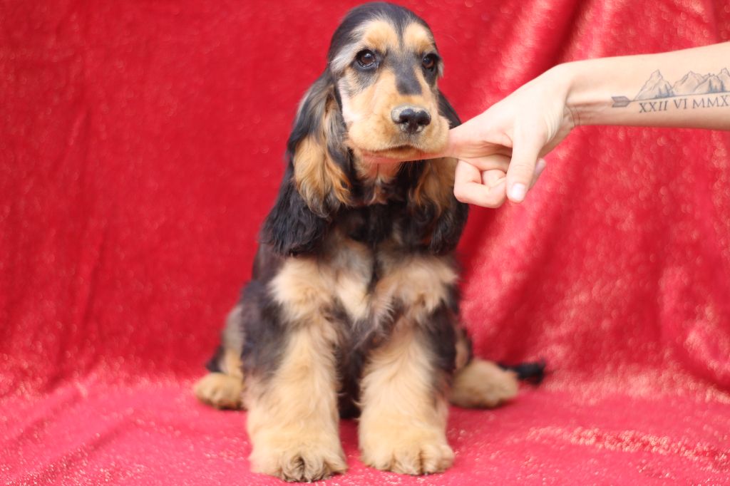 Chiot Cocker Spaniel Anglais Du Royaume Des Quatre Pattes