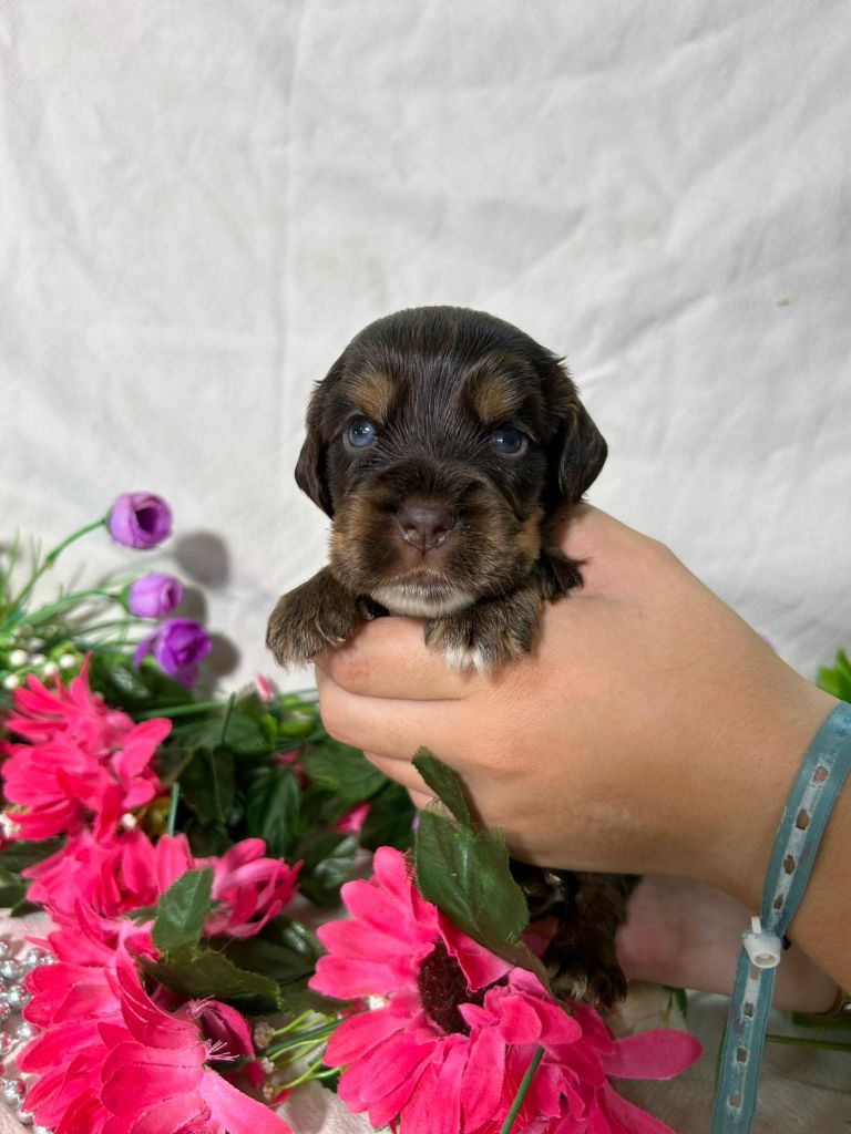 Du Royaume Des Quatre Pattes - Chiots disponibles - Cocker Spaniel Anglais