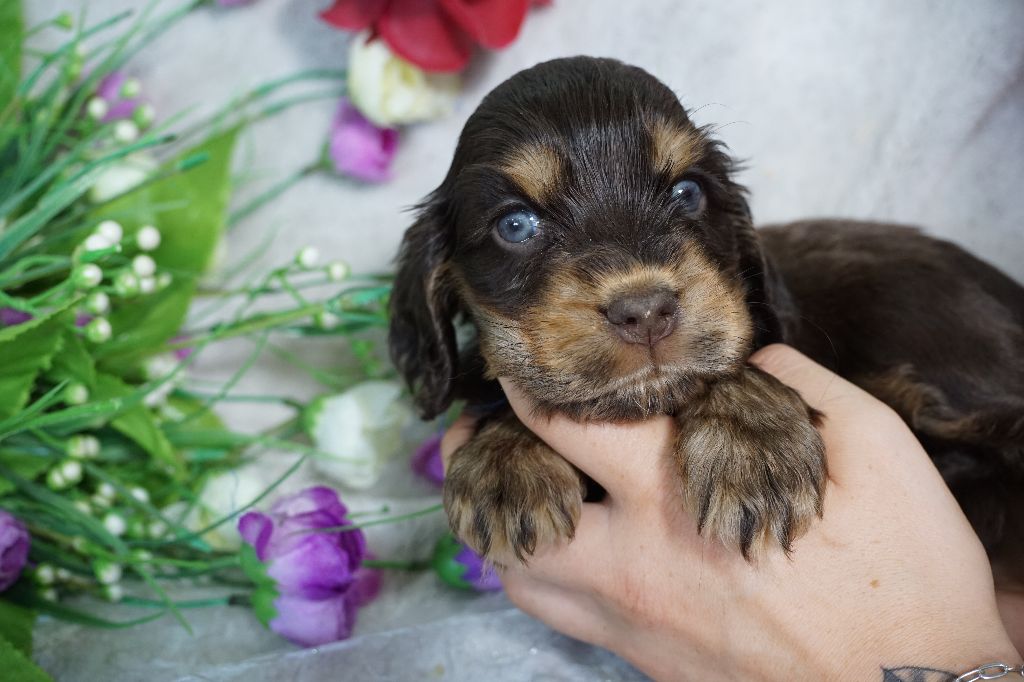 Du Royaume Des Quatre Pattes - Chiots disponibles - Cocker Spaniel Anglais