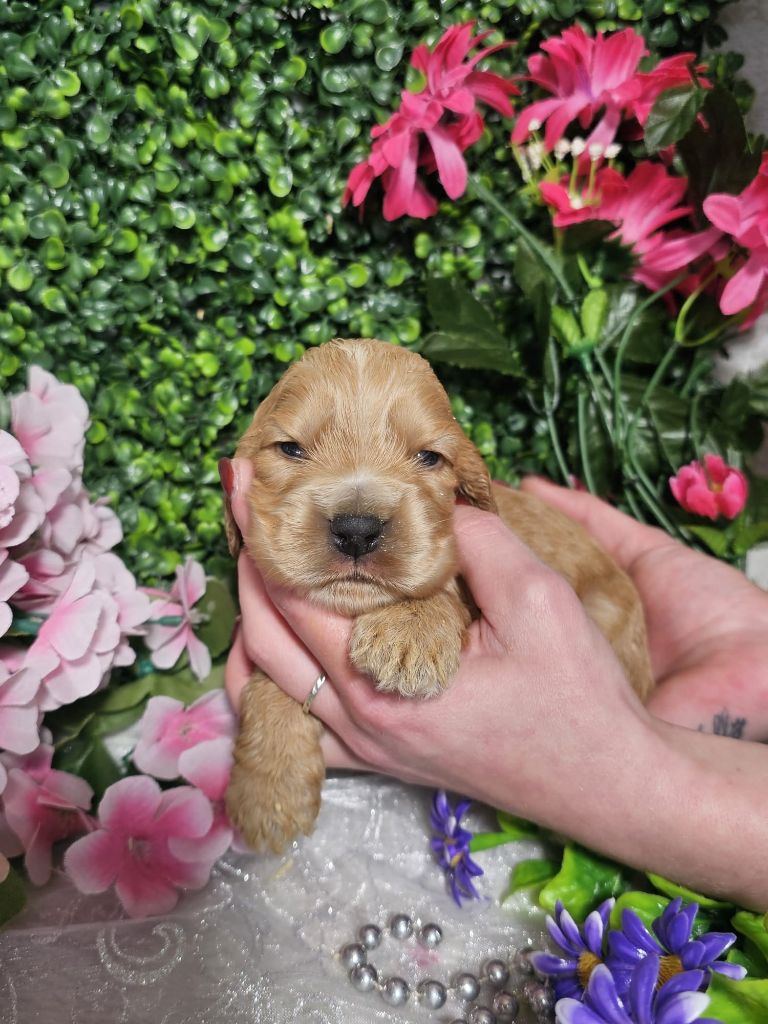 Du Royaume Des Quatre Pattes - Chiots disponibles - Cocker Spaniel Anglais