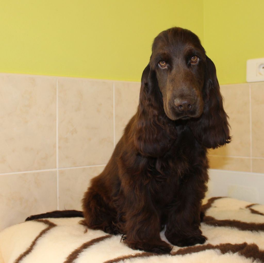 Chiot Cocker Spaniel Anglais Du Royaume Des Quatre Pattes
