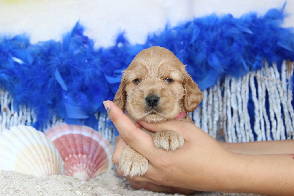 Chiot Cocker Spaniel Anglais Du Royaume Des Quatre Pattes