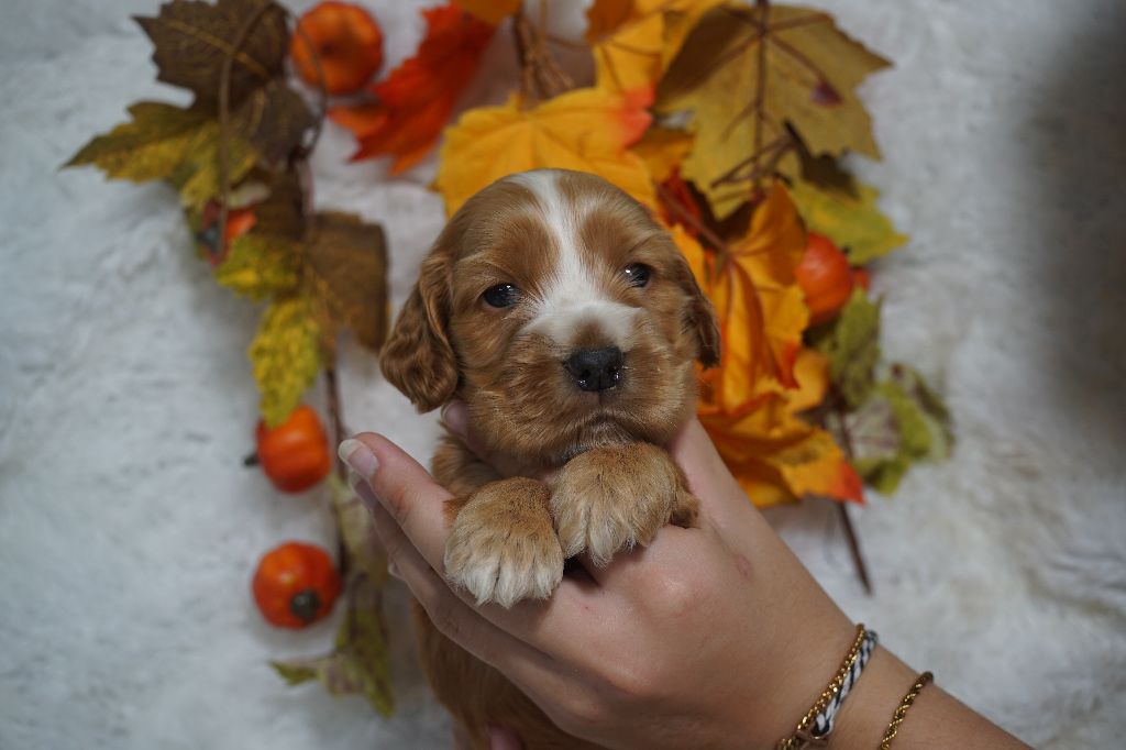 Du Royaume Des Quatre Pattes - Chiots disponibles - Cocker Spaniel Anglais