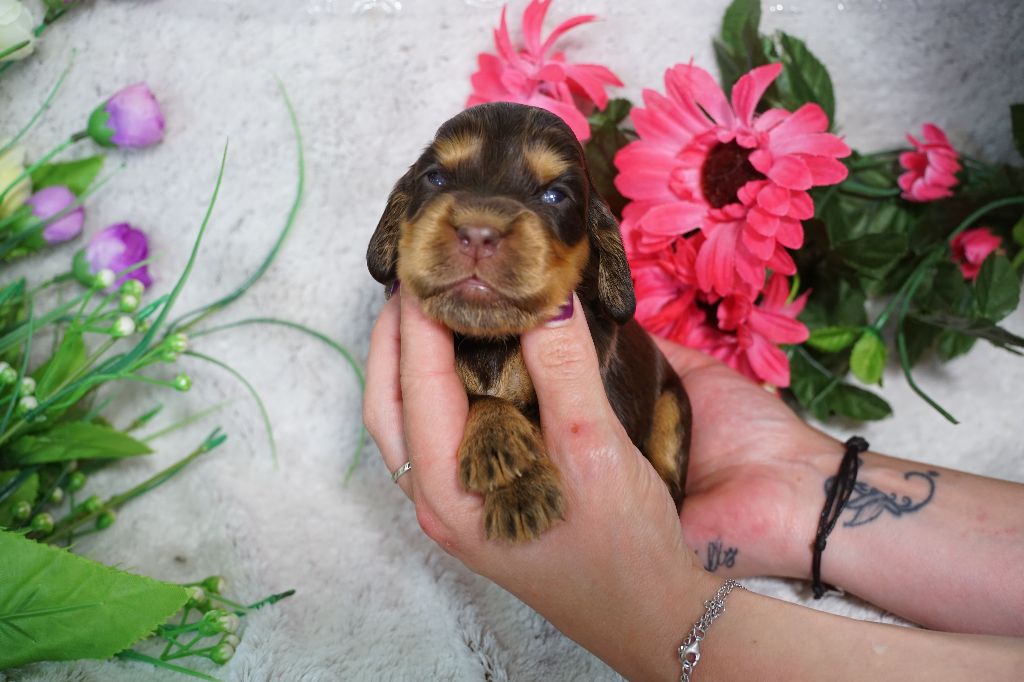 Du Royaume Des Quatre Pattes - Chiots disponibles - Cocker Spaniel Anglais